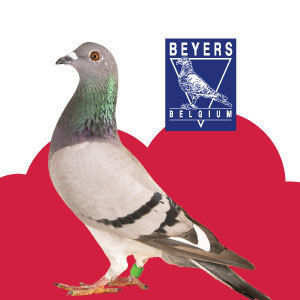 อาหารนกพิราบ เบเยอร์ส ประเทศเบลเยี่ยม   ผลิตภัณฑ์ที่แชมป์เปี้ยนนักแข่งนกพิราบ เบลเยี่ยมนิยมเลือกใช้
