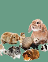 กระต่าย กระรอก แกสบี้ ชินชิล่า เดกู หนู แฮมสเตอร์ แฮมเตอร์ เฟอเรท rabbit cuni chip guinea pig cavia chinchilla degu rat mouse hamster ferret