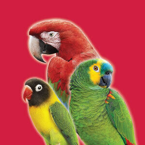 อาหารนก นกปากขอ นกแก้ว Parrot มาคอว์ macaw ขนมนก วิตตามินนก